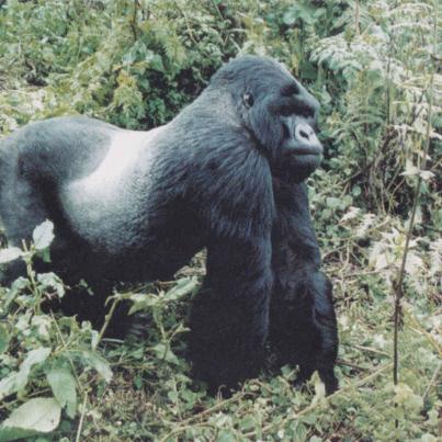 Gorilla, Rwanda