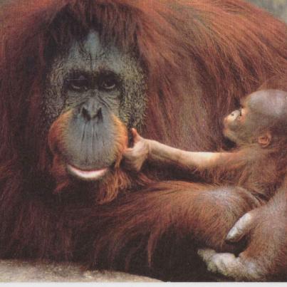 Orang-Utang mother and young