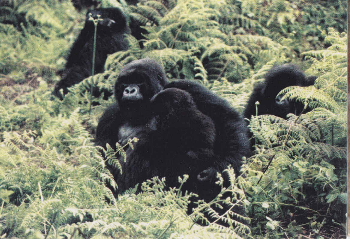 Female and Baby Gorilla, Rwanda 