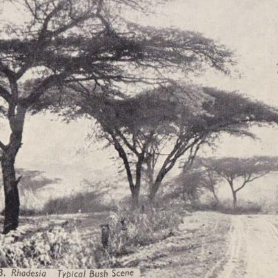 Bush scene, Zimbabwe