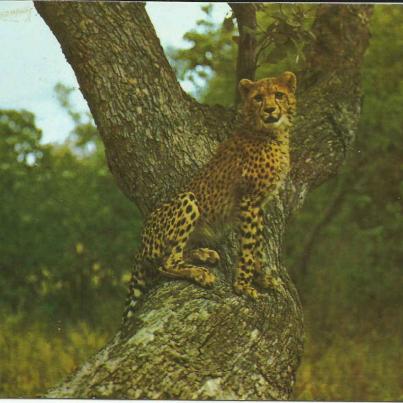 Cheeta (Zimbabwe)