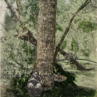 Victoria Falls Livingstone Tree
