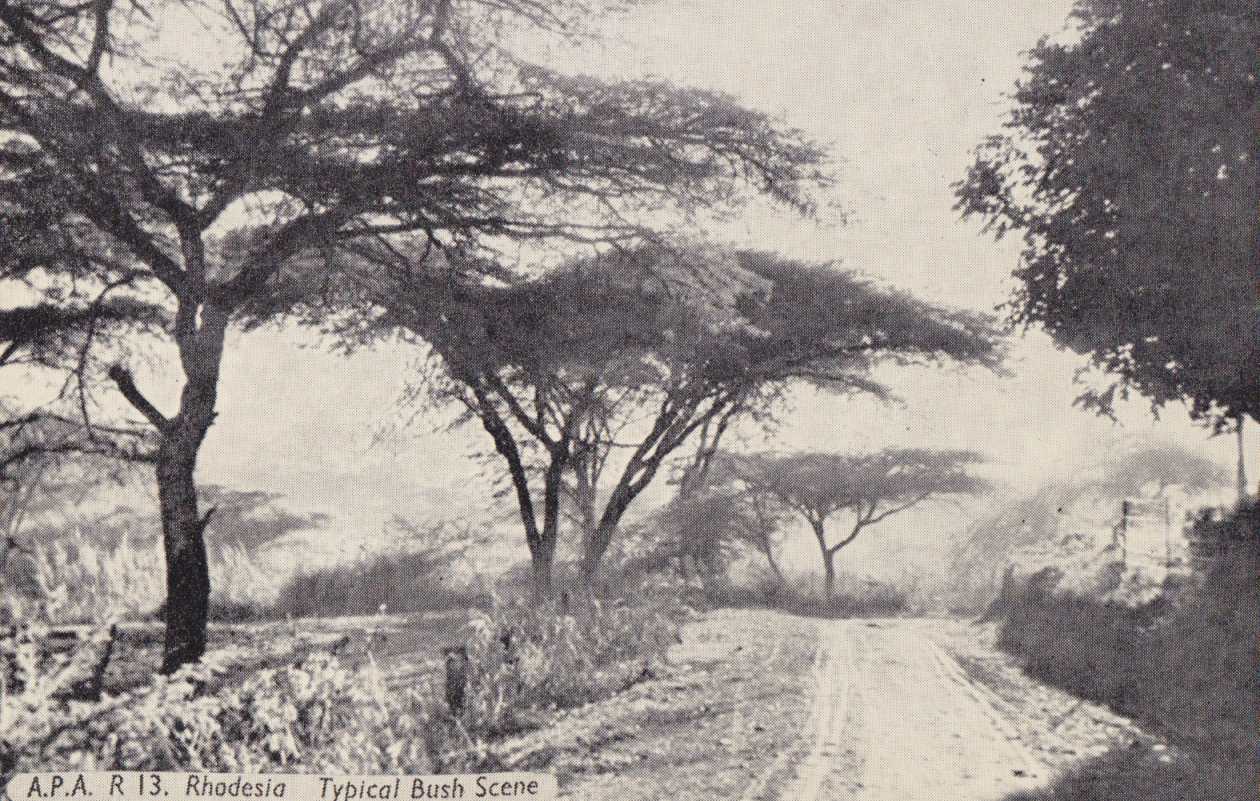 Bush scene, Zimbabwe