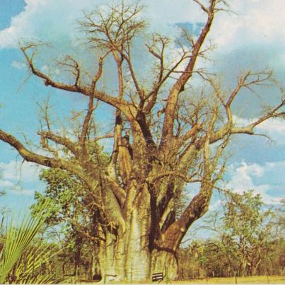 Big Tree, Victoria Falls, Zimbabwe