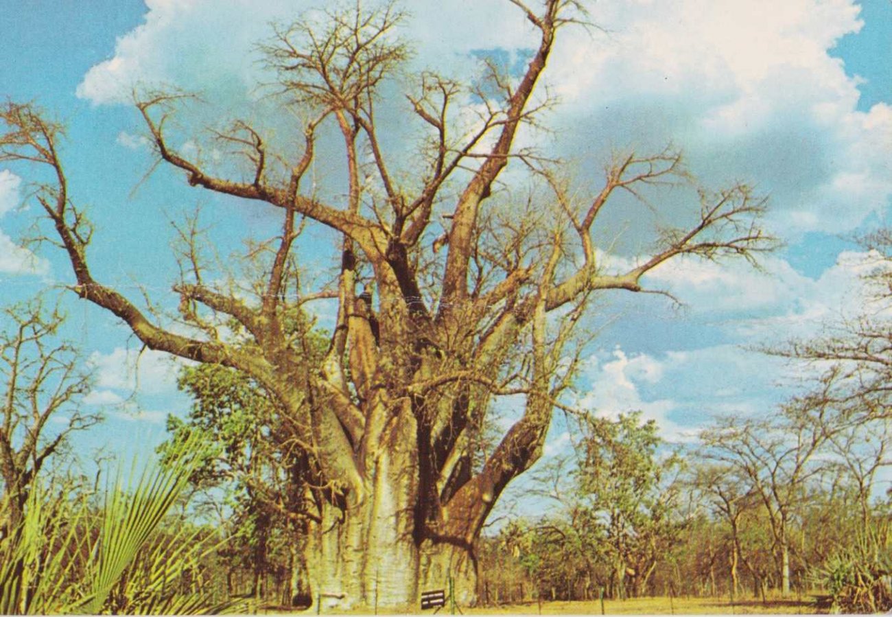 Big Tree, Victoria Falls, Zimbabwe