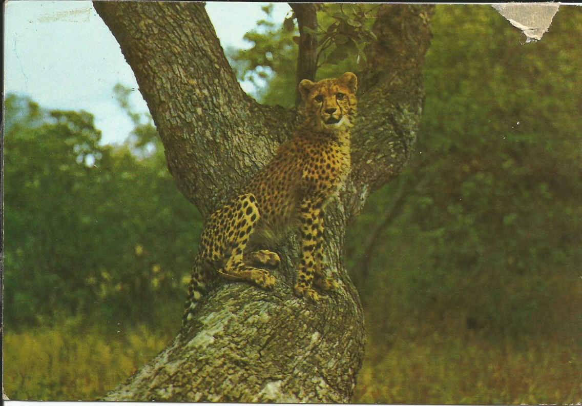 Cheeta (Zimbabwe)