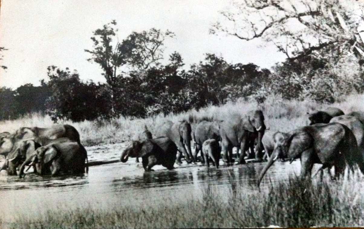 Wankie Game Reserve, Rhodesia 1936