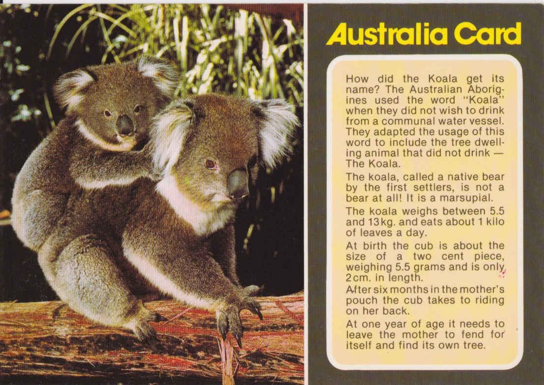 Koalas, Australia