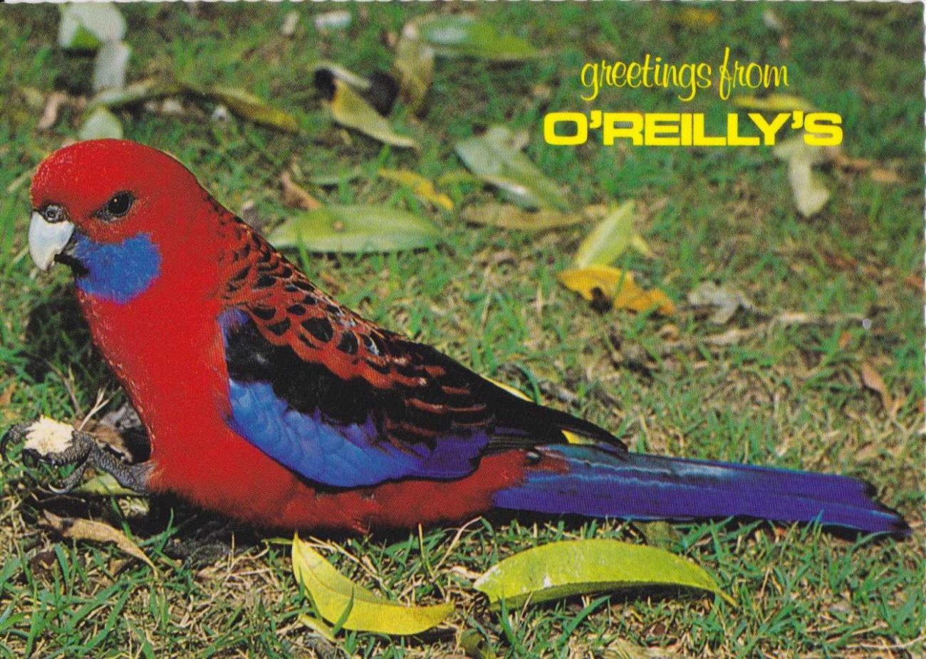 O'Reilly's, Mountain Resort, Queensland