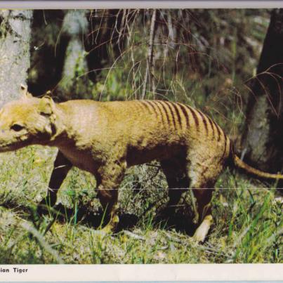 Tasmanian Tiger