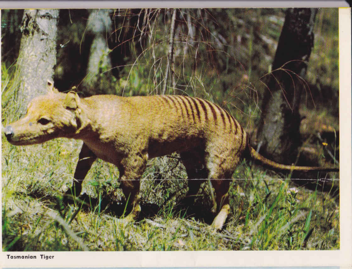 Tasmanian Tiger