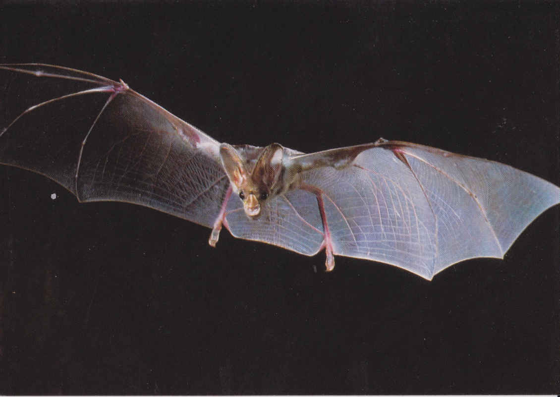 Ghost bat, Australia