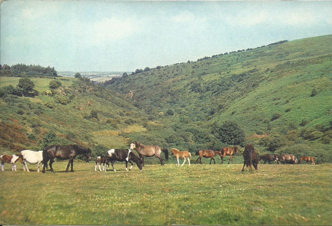 Devon, Dartmoor Ponies