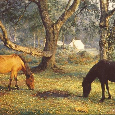 Hampshire, Ponies in the New Forest at Ashurst