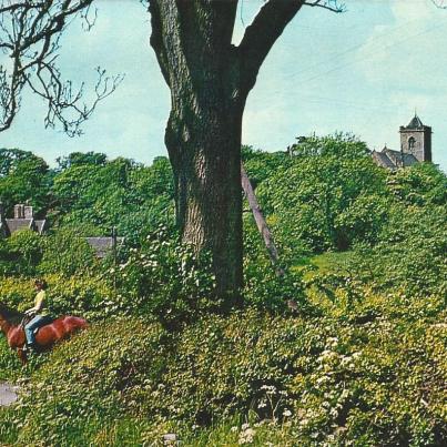 Leicestershire, Oaks in Charnwood