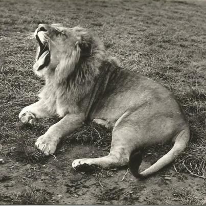 Leicestershire, Zulu --peaceful setting of the Lion Reserve at Staplefort Park, Nr. Melton Mowbray.