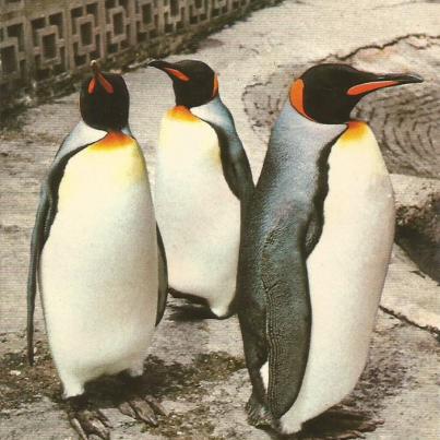 Southampton, Penguins, Southampton Zoo