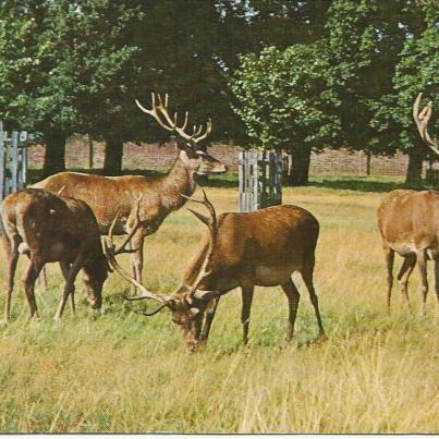 Surrey, Richmond Park, Red Deer Stags grazing