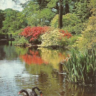 Windsor, Windsor Great Park, Australian Black Swans in the Upper Pond