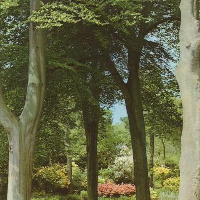 Windsor, Windsor Great Park, A Glimpse of the Savill Garden from the Entrance