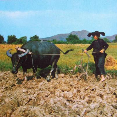 New Territories, Peasant Woman and Buffalo
