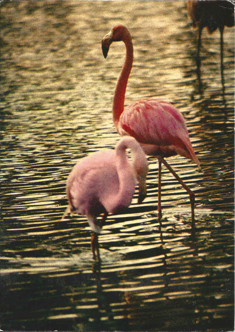 Flamants Roses, Flamingo in France