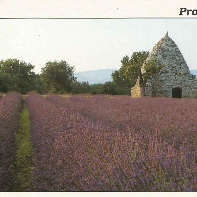 Provence, Fields of Lavender