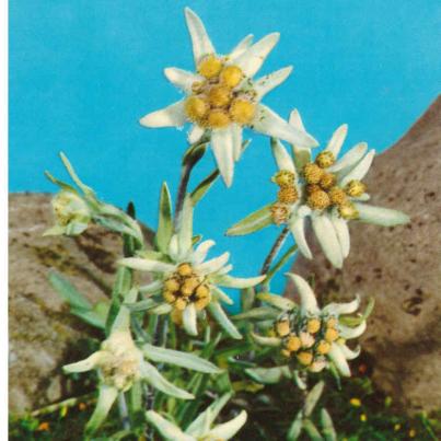 Edelweiss