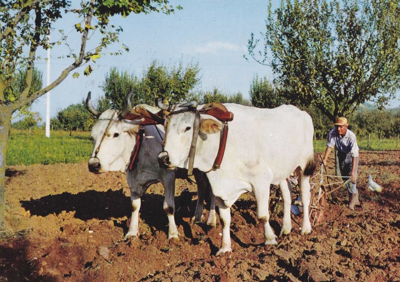 A plougher, Greece