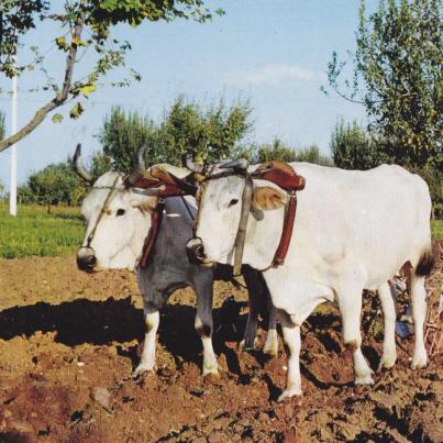 A plougher, Greece