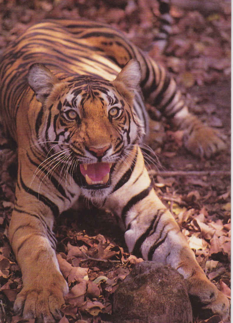 Bengal Tiger