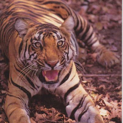 Bengal Tiger