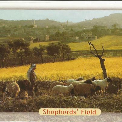 Bethlehem, Shepherds' Field