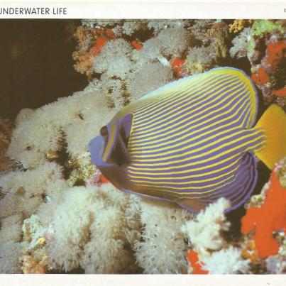 Eilat, The Red Sea. Imperial Angel Fish