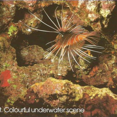 Eilat, The Red Sea. Lion Fish (Pterois radiata)