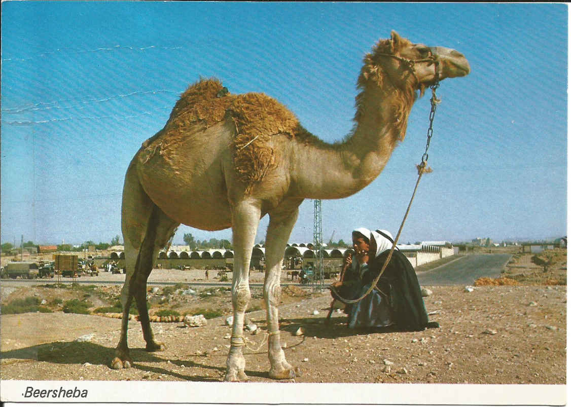 Beersheba_ Beduins with Camel