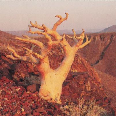 Botterboom_Vervelboom, Damaraland, Namibia