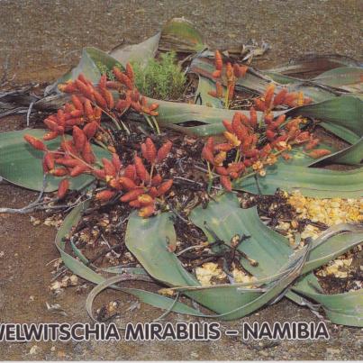 Welwitschia