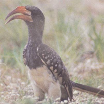 Hornbill