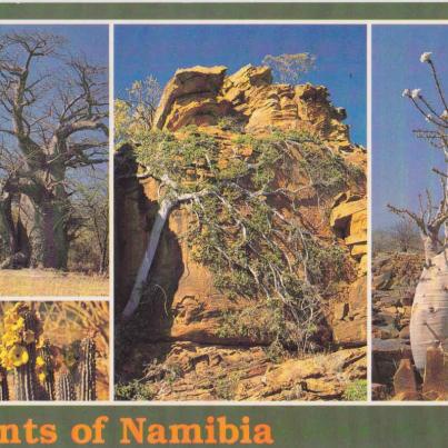 Namibian plants - Boabab_Hoodia_Wild FIG_Pachypodium Lilaii