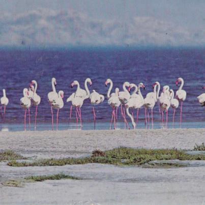 Flaminke, Namibia