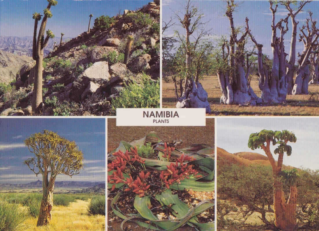 Namibia plants
