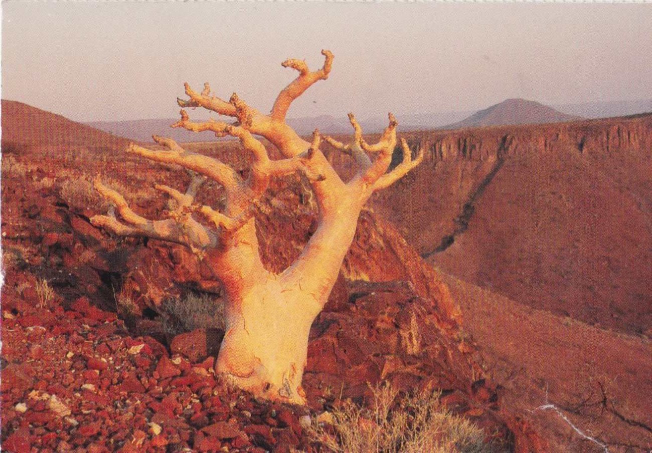 Botterboom_Vervelboom, Damaraland, Namibia