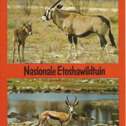 Nasionale Etoshawildtuin. Gemsbok met kalf (Oryx Gazelle). Spri