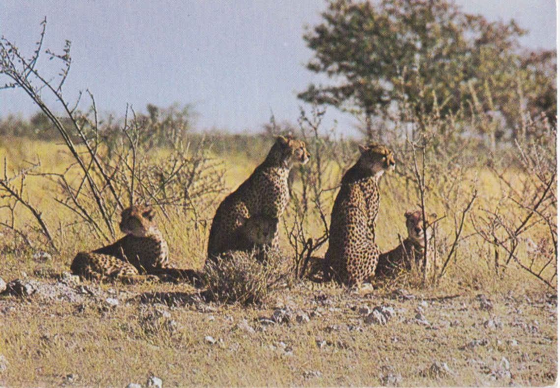 Cheetah, Etosha Park, Namibia