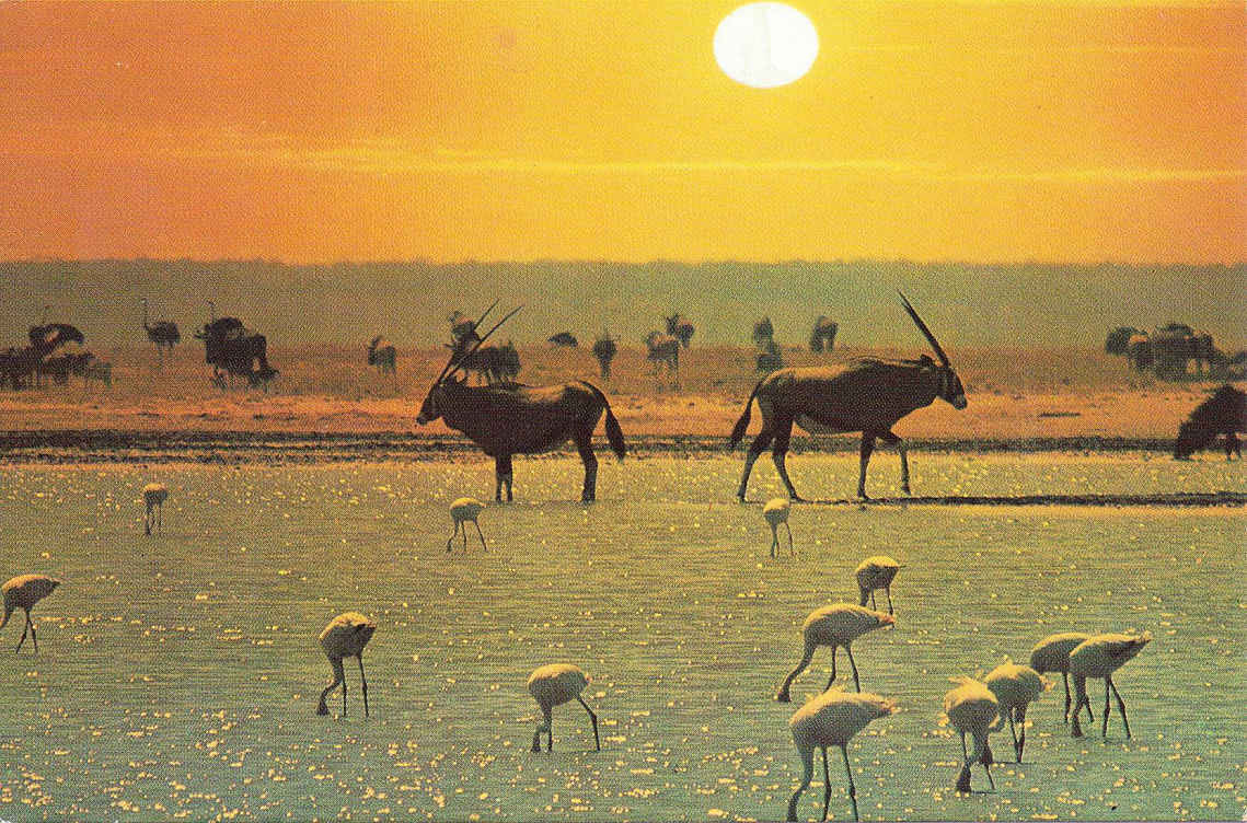 Etosha S.W.A.