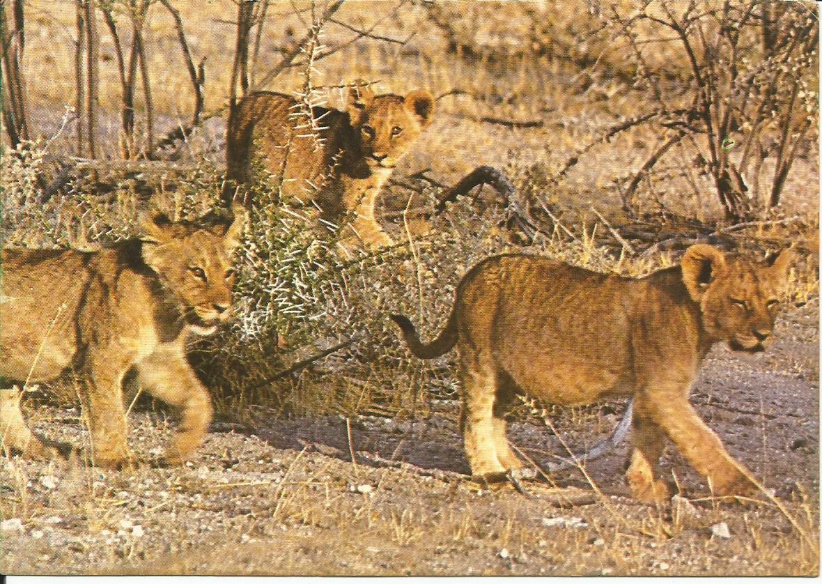 Etosha, Leeuwelpies op 'n wandeling