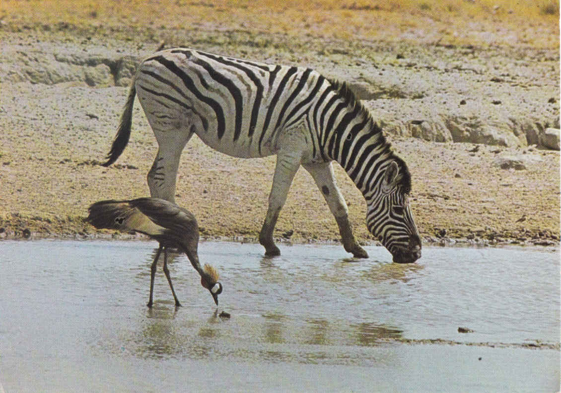 Zebra and Mahem, Etosha Park, Namibia