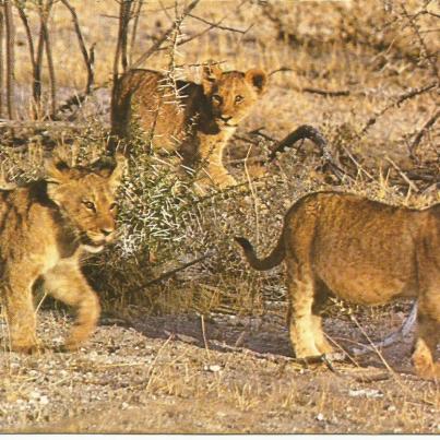 Etosha, Leeuwelpies op 'n wandeling