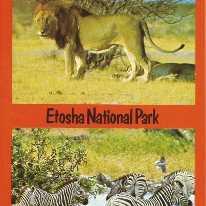 Nasionale Etoshawildtuin. Leeus en Sebras. S.W.A._1